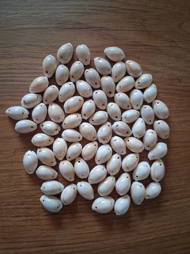 Cowrie seashells pre - 70,