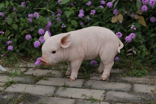 Standing baby pig garden - baby,