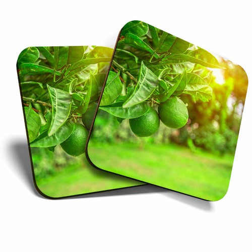 Coasters citrus fruits - citrus,