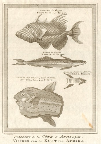 West african fish filefish - west,