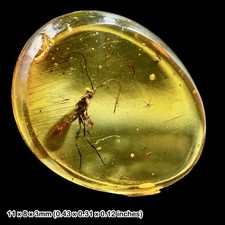 Baltic Amber Fossil Wasp