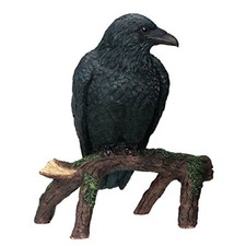 Black Raven Bird on Tree