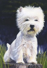 West Highland Terrier (Westie) Limited Edition Dog Print - approx 16 x 12