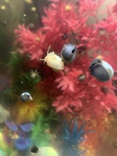 Ivory Or Blue Baby Mystery