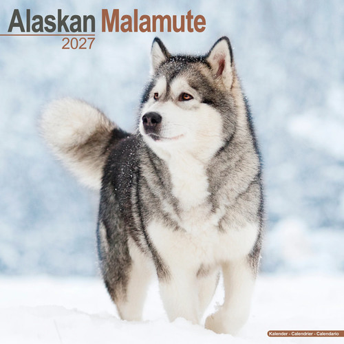 Alaskan malamute 2027 calendar - malamute,
