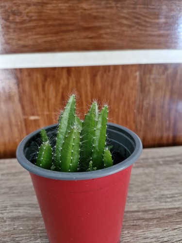 Bare rooted dragon fruit - bare, plant