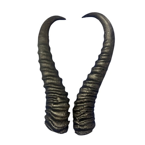 Springbok horn set - springbok,