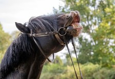 Heavy Horse Bridle Brown Shire