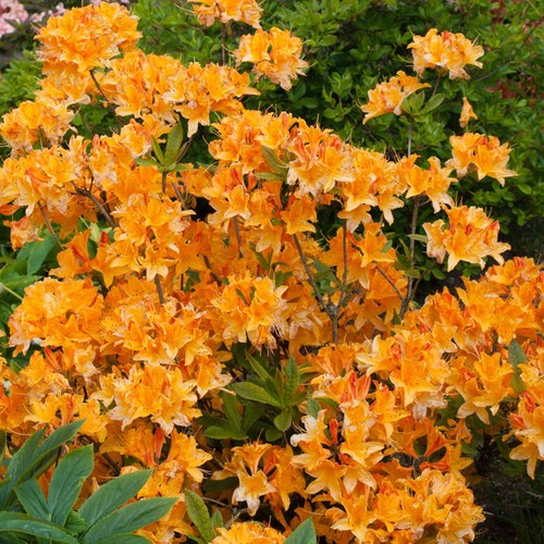 Azalea japonica plant - japonica, |