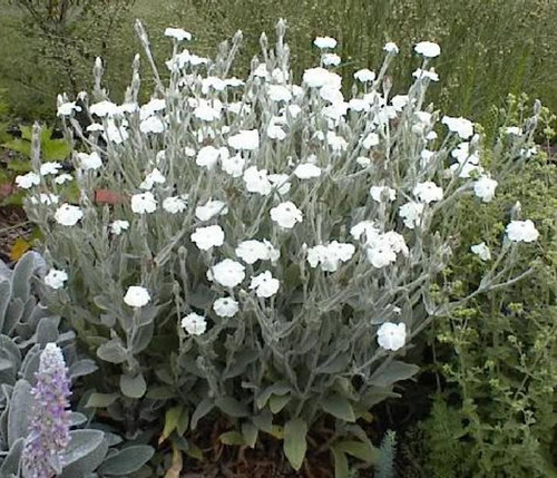 White rose campion flower - white,
