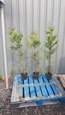 80 x Thuja Hedging Trees 3