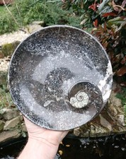 Polished Marble Goniatite