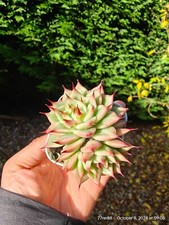 Echeveri agavoides ebony - agavoides, 'ebony'