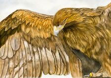 Golden Eagle Bird of Prey