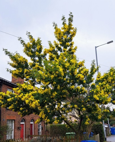 Acacia dealbata sapling - acacia,