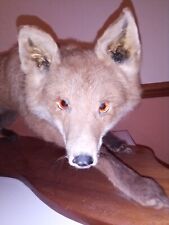 taxidermy fox