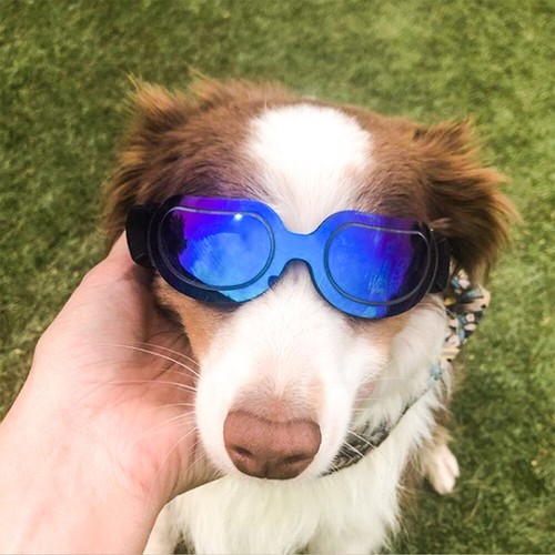 Funny spoof pet sunglasses - funny,