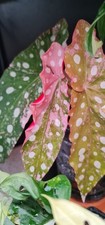 Begonia Maculata Pink