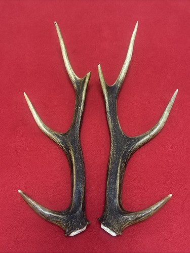 Pair sika deer antlers - pair,
