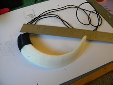 Extra Large Boars Head Tusk