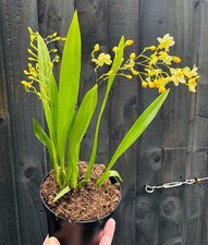 Oncidium Twinkle Mini - Orange