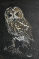 OWL - Mounted Wildlife Pastel Painting, indistinctly signed