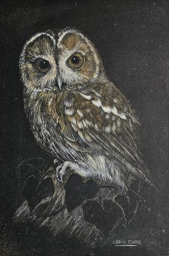 Owl mounted wildlife pastel - owl,