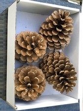 🐎  4 Extra Large Martima