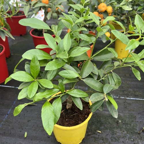 Citrus limequat bush - citrus,