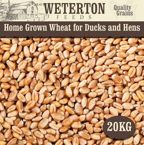 20kg home grown wheat - home-grown,