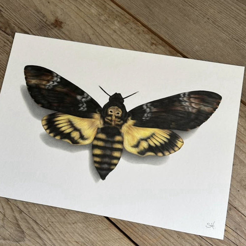 Death head hawk - moth, insect