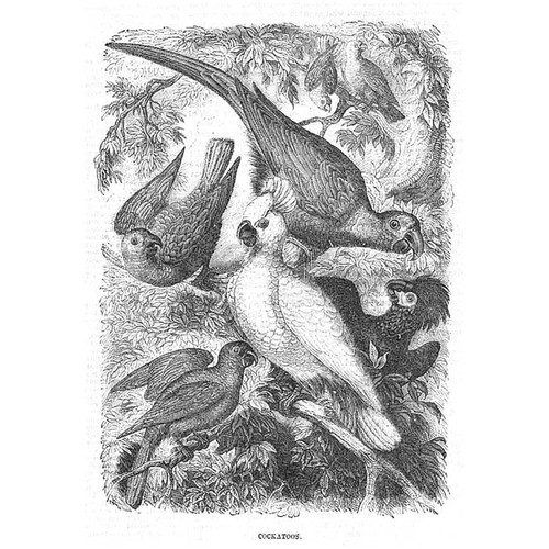 Cockatoos antique print - cockatoos,