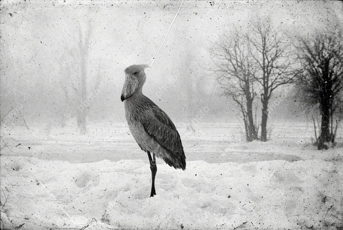 The shoebill also known - , as