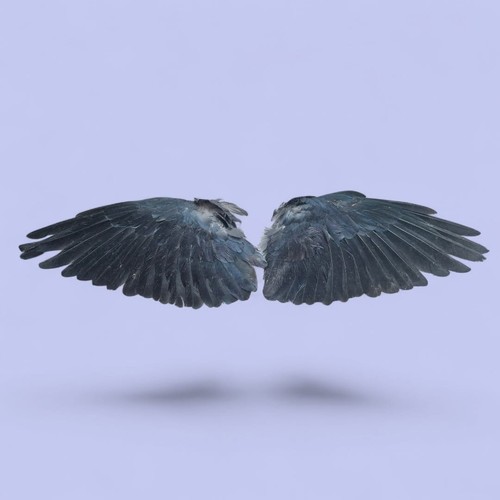 Real pair wings occult - pair,