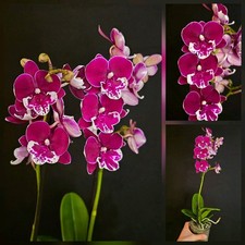 Phalaenopsis "Yushan Fairy Go"