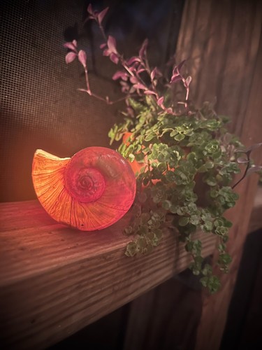Apple snail candle homemade - apple,