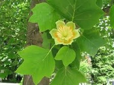 25 x TULIP TREE (LIRIODENDRON TULIPIFERA) seeds..