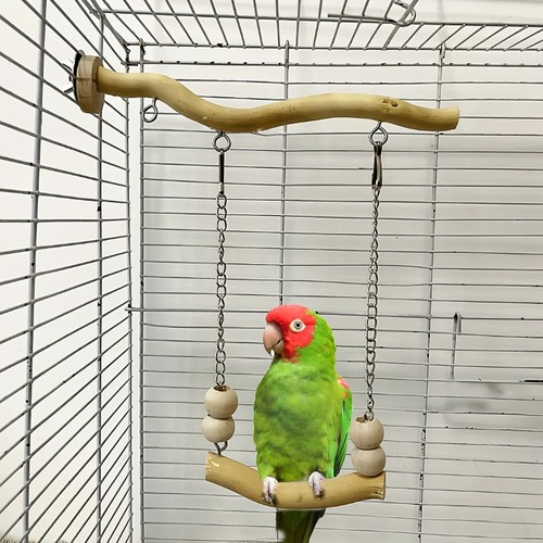 Bird swing perch - bird,