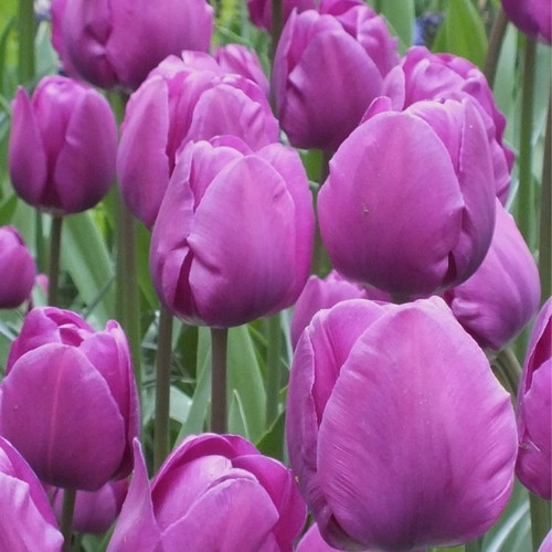 Tulips negrita spring - tulips,