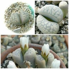 10 seeds of LITHOPS marmorata
