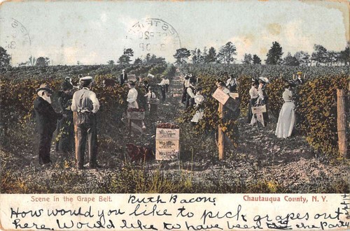 Chautauqua new york grape farm - chautauqua,