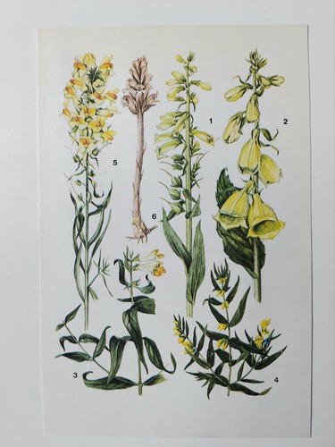 Vintage botanical print - botanical, yellow