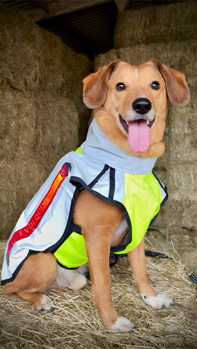 Evoequine reflective dog coat - dog,