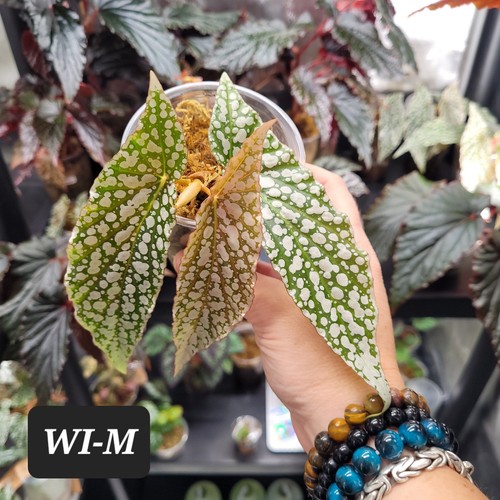 Begonia white ice spotted - begonia,
