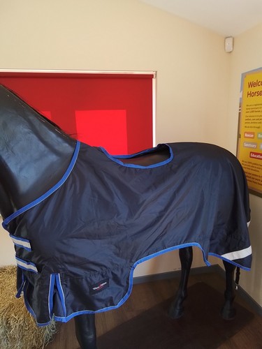 Blue white horse equestrian - white,