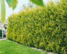 [x10] LEYLANDII GOLD | EVERGREEN HEDGING | CASTLEWELLAN | 90-120cms | 2LTR POTS