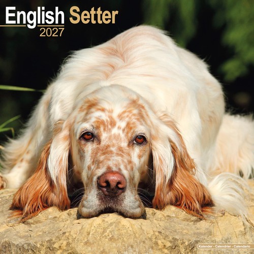 English setter 2027 - setter,
