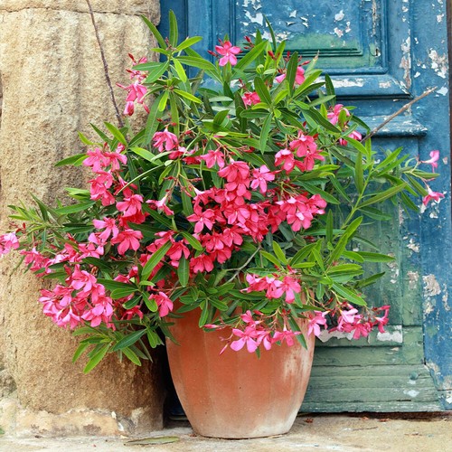 Oleander pink emilie - oleander,