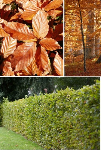 English beech fagus - beech, |