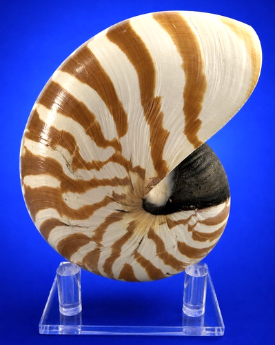 Chambered nautilus shell - chambered,